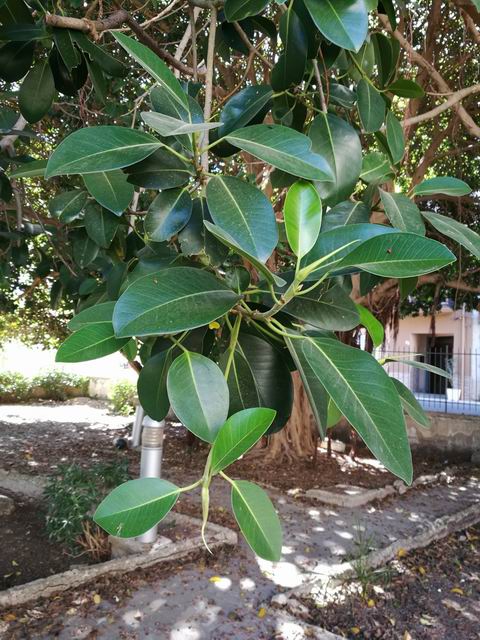 Quale Ficus?  Ficus rubiginosa o  suo ibrido